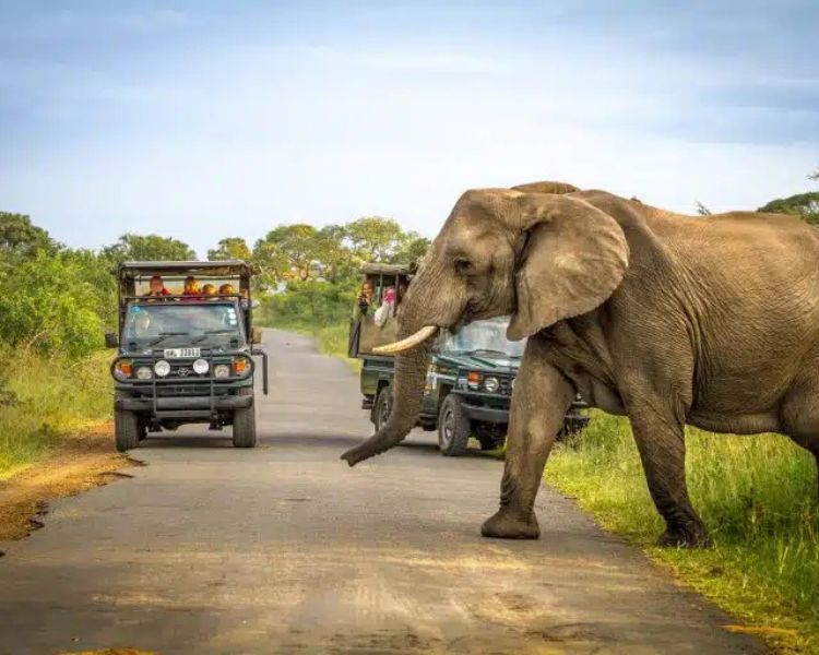 Hluhluwe Game Drive (Open Vehicle, 4x4) (1)