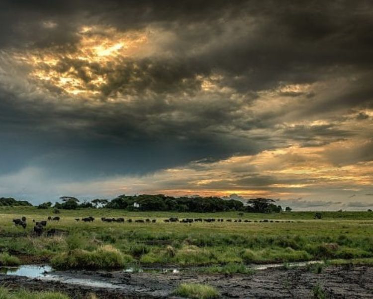 Hluhluwe Game Drive (Open Vehicle, 4x4) (2)