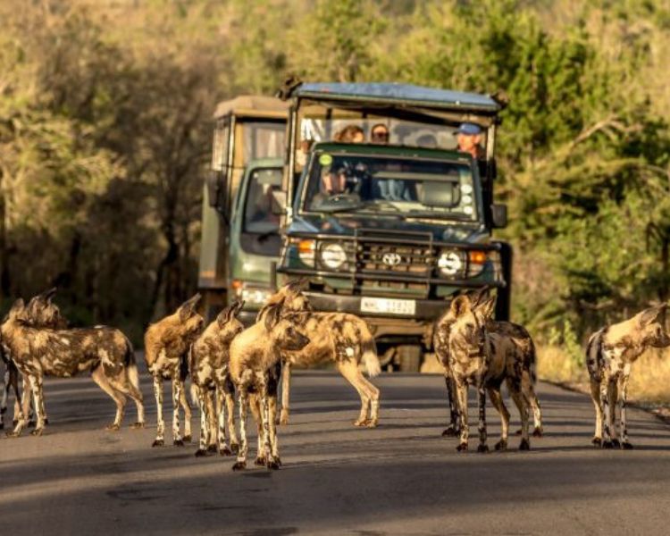 Hluhluwe Game Drive (Open Vehicle, 4x4) (3)