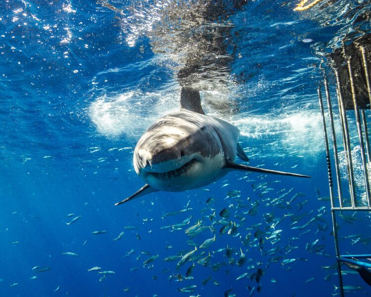 Shark Cage Diving (1)