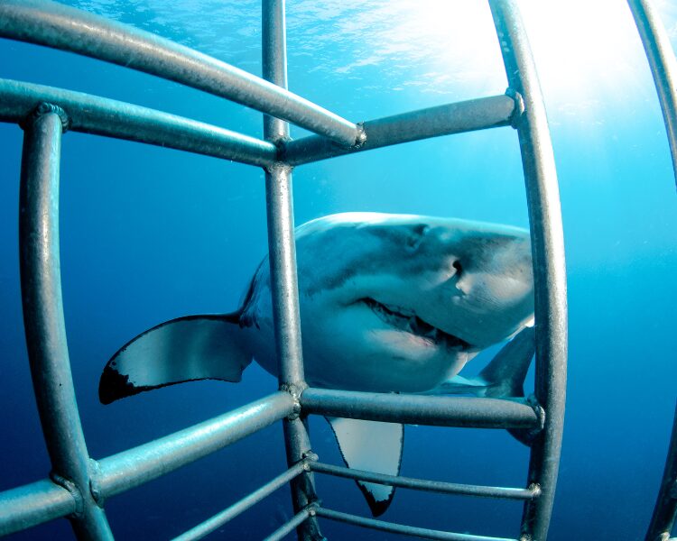 Shark Cage Diving (2)