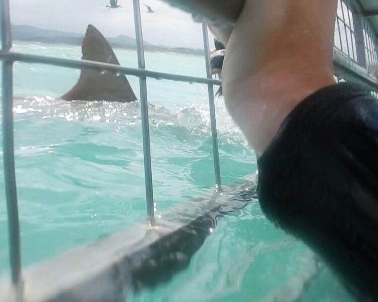 Shark Cage Diving (3)