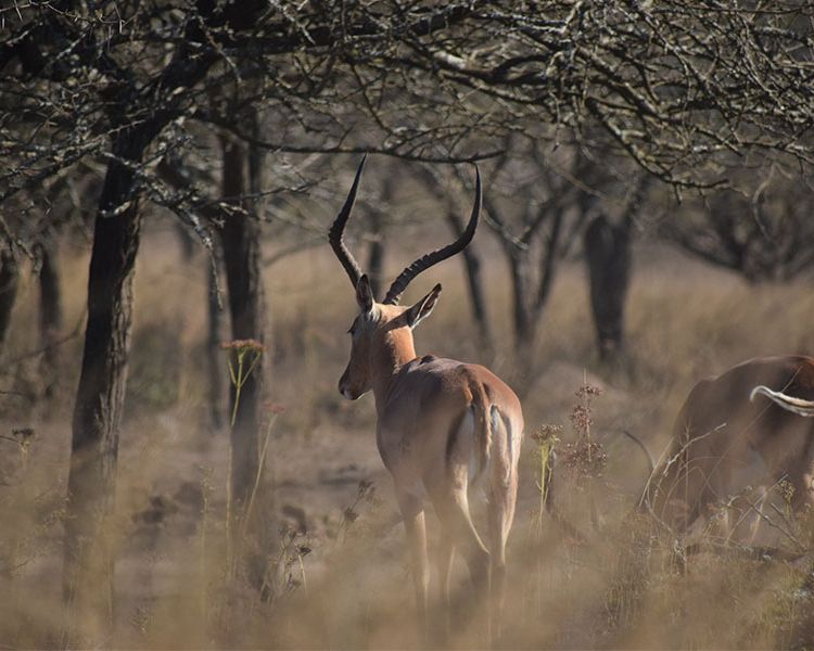 Tala Game Reserve Phezulu (1)