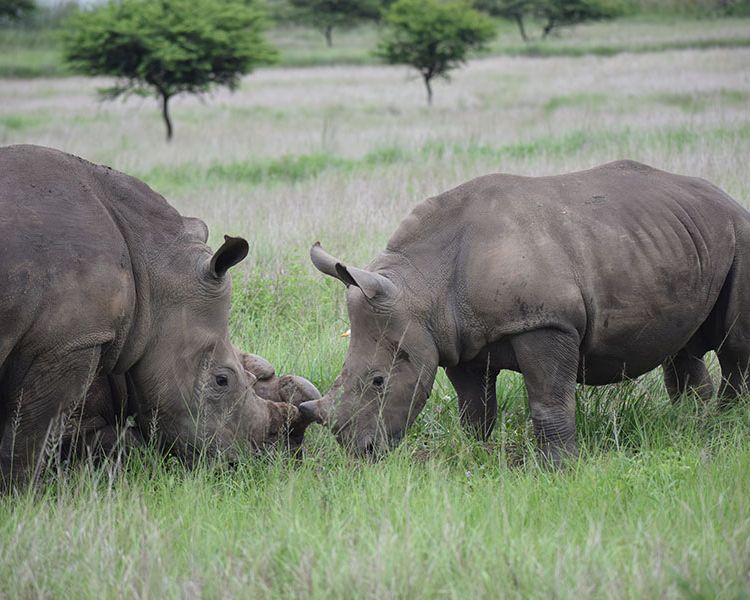 Tala Game Reserve Phezulu (3)